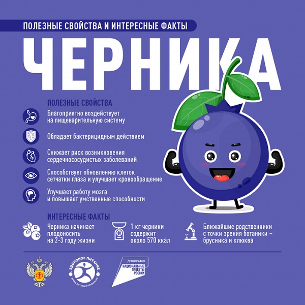 CHernika poleznye svoystva i interesnye fakty