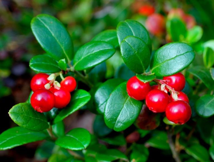 berries 2