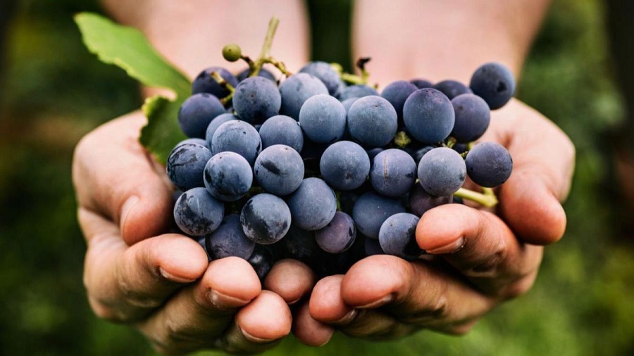 grape1